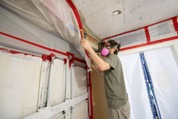 Best Emergency Mold Remediation  in Homer, AK