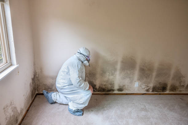 Forensic Mold Investigation in Homer, AK